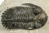 Detailed Hollardops Trilobite Fossil - Ofaten, Morocco #351265-1